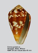 Conus guinaicus (31)
